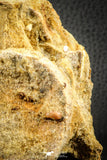 07541 - Top Rare 3.51 Inch Palaeonotopterus greenwoodi Cretaceous Fish Skull Bone KemKem Beds