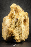 07541 - Top Rare 3.51 Inch Palaeonotopterus greenwoodi Cretaceous Fish Skull Bone KemKem Beds
