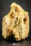 07541 - Top Rare 3.51 Inch Palaeonotopterus greenwoodi Cretaceous Fish Skull Bone KemKem Beds