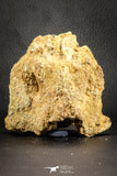 07541 - Top Rare 3.51 Inch Palaeonotopterus greenwoodi Cretaceous Fish Skull Bone KemKem Beds