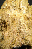 07541 - Top Rare 3.51 Inch Palaeonotopterus greenwoodi Cretaceous Fish Skull Bone KemKem Beds