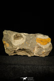 30526 - Beautiful 0.76 Inch Onnia sp Ordovician Trilobite