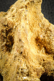 07541 - Top Rare 3.51 Inch Palaeonotopterus greenwoodi Cretaceous Fish Skull Bone KemKem Beds