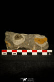 30526 - Beautiful 0.76 Inch Onnia sp Ordovician Trilobite