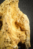 07541 - Top Rare 3.51 Inch Palaeonotopterus greenwoodi Cretaceous Fish Skull Bone KemKem Beds