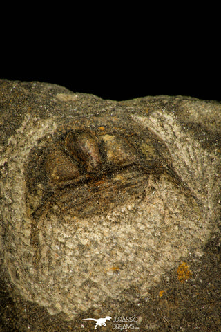 30526 - Beautiful 0.76 Inch Onnia sp Ordovician Trilobite
