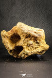 07541 - Top Rare 3.51 Inch Palaeonotopterus greenwoodi Cretaceous Fish Skull Bone KemKem Beds