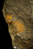 30526 - Beautiful 0.76 Inch Onnia sp Ordovician Trilobite