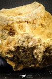 07541 - Top Rare 3.51 Inch Palaeonotopterus greenwoodi Cretaceous Fish Skull Bone KemKem Beds