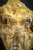 07542 - Top Rare 3.13 Inch Palaeonotopterus greenwoodi Cretaceous Fish Skull Bone KemKem Beds
