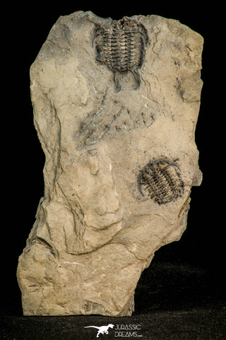 30528 - Top Rare Association of 2 Ceraurus sp Ordovician Trilobite - New York, USA