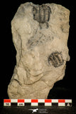 30528 - Top Rare Association of 2 Ceraurus sp Ordovician Trilobite - New York, USA