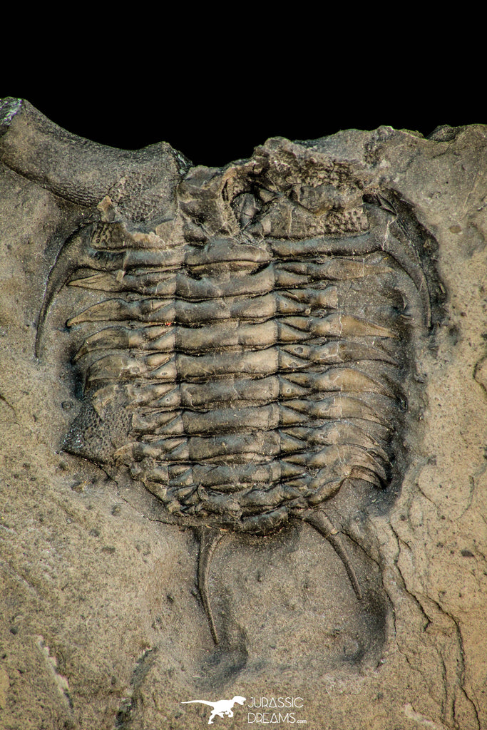 Top Rare Association of 2 Ceraurus sp Ordovician Trilobite - New York ...