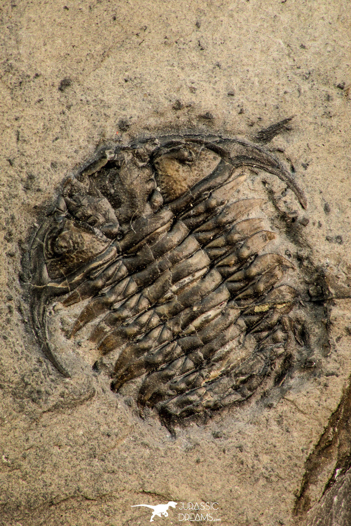 Top Rare Association of 2 Ceraurus sp Ordovician Trilobite - New York ...