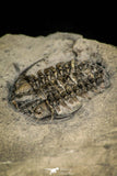 30528 - Top Rare Association of 2 Ceraurus sp Ordovician Trilobite - New York, USA