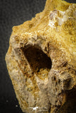 07542 - Top Rare 3.13 Inch Palaeonotopterus greenwoodi Cretaceous Fish Skull Bone KemKem Beds