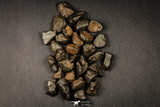 21639 -  NWA L-H Type Unclassified Ordinary Chondrite Meteorites Lot 200g