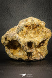 07543 - Top Rare 4.60 Inch Palaeonotopterus greenwoodi Cretaceous Fish Skull Bone KemKem Beds