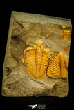 30530 - Nicely Preserved 1.39 Inch Coronocephalus sp Middle Silurian Trilobite - China