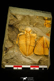 30530 - Nicely Preserved 1.39 Inch Coronocephalus sp Middle Silurian Trilobite - China