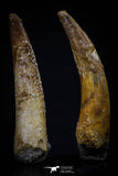 20417 - Great Collection of 2 Pterosaur (Coloborhynchus) Teeth Cretaceous KemKem Beds