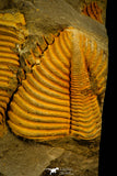 30530 - Nicely Preserved 1.39 Inch Coronocephalus sp Middle Silurian Trilobite - China