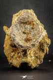 07543 - Top Rare 4.60 Inch Palaeonotopterus greenwoodi Cretaceous Fish Skull Bone KemKem Beds
