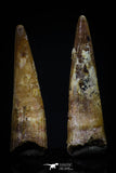 20418 - Great Collection of 2 Pterosaur (Coloborhynchus) Teeth Cretaceous KemKem Beds