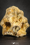 07544 - Top Rare 4.19 Inch Palaeonotopterus greenwoodi Cretaceous Fish Skull Bone KemKem Beds