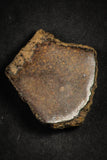 21640 - Beautiful Polished Section Lot NWA Unclassified L-H Type Ordinary Chondrite Meteorite 36.0g