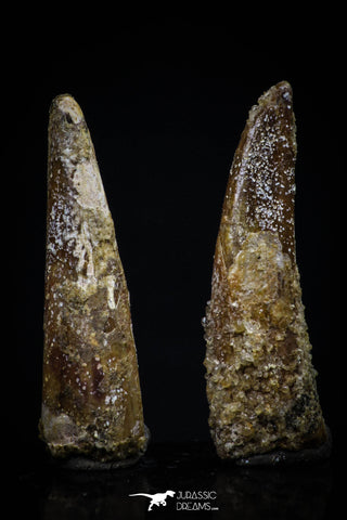 20419 - Great Collection of 2 Pterosaur (Coloborhynchus) Teeth Cretaceous KemKem Beds