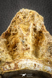 07544 - Top Rare 4.19 Inch Palaeonotopterus greenwoodi Cretaceous Fish Skull Bone KemKem Beds