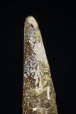 20419 - Great Collection of 2 Pterosaur (Coloborhynchus) Teeth Cretaceous KemKem Beds