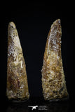 20419 - Great Collection of 2 Pterosaur (Coloborhynchus) Teeth Cretaceous KemKem Beds