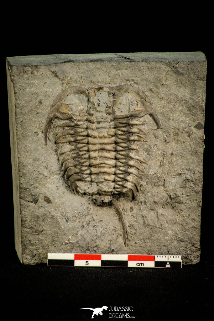 Rare 2.42 Inch Ceraurus sp Upper Cambrian Trilobite - Ontario Canada ...