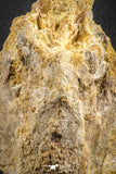 07544 - Top Rare 4.19 Inch Palaeonotopterus greenwoodi Cretaceous Fish Skull Bone KemKem Beds