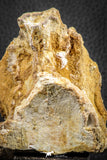 07544 - Top Rare 4.19 Inch Palaeonotopterus greenwoodi Cretaceous Fish Skull Bone KemKem Beds