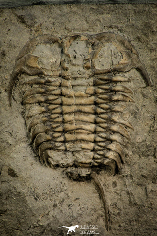 30532 - Rare 2.42 Inch Ceraurus sp Upper Ordovician Trilobite - Ontario Canada