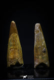20420 - Great Collection of 2 Pterosaur (Coloborhynchus) Teeth Cretaceous KemKem Beds