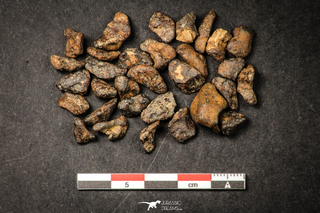 21642 - Lot of "Agoudal" Imilchil Iron Lot IIAB Meteorite 27.0g