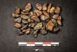 21642 - Lot of "Agoudal" Imilchil Iron Lot IIAB Meteorite 27.0g