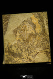 30533 - Rare 0.73 Inch Olenellus gilberti Lower Cambrian Trilobite - Nevada USA