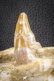 07545 -  Museum Grade 7.87 Inch Pappocetus lugardi (Whale Ancestor) Premaxillary Bone
