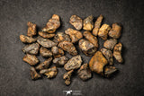 21642 - Lot of "Agoudal" Imilchil Iron Lot IIAB Meteorite 27.0g