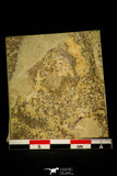 30533 - Rare 0.73 Inch Olenellus gilberti Lower Cambrian Trilobite - Nevada USA