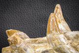 07545 -  Museum Grade 7.87 Inch Pappocetus lugardi (Whale Ancestor) Premaxillary Bone