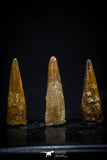 20421 - Great Collection of 3 Pterosaur (Coloborhynchus) Teeth Cretaceous KemKem Beds