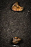 21642 - Lot of "Agoudal" Imilchil Iron Lot IIAB Meteorite 27.0g