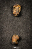 21642 - Lot of "Agoudal" Imilchil Iron Lot IIAB Meteorite 27.0g