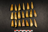 21643 - Great Collection of 20 Spinosaurus Dinosaur Teeth Cretaceous KemKem Beds